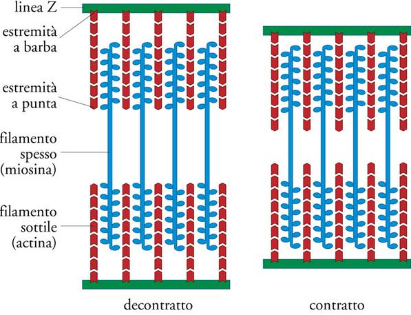 La teoria dello scorrimento di Huxley Durante la contrazione i sarcomeri si accorciano: reciproco