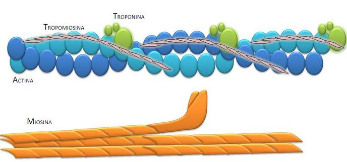 La contrazione avviene grazie all interazione tra la miosina e l actina.
