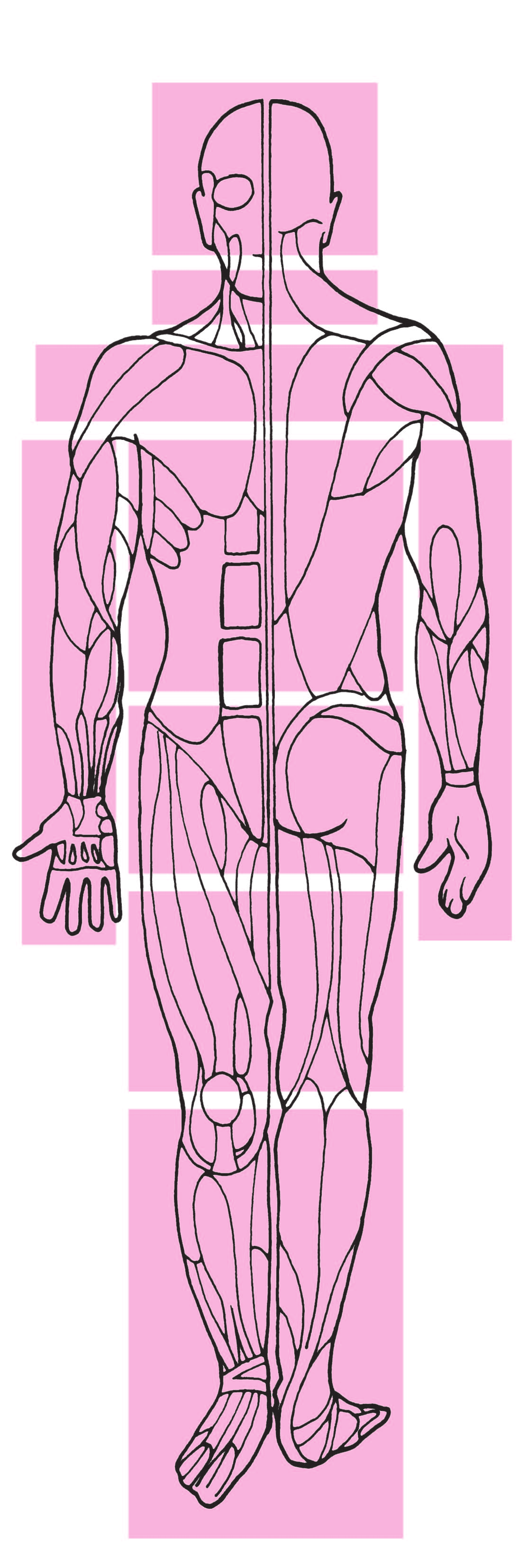 Indice delle aree muscolari 41 Muscoli del viso 42 Massetere 44 Temporale 46 Pterigoideo esterno 48 Pterigoideo interno 51 Muscoli del collo 52 Cervicali posteriori 57 Suboccipatali 60 Scaleni