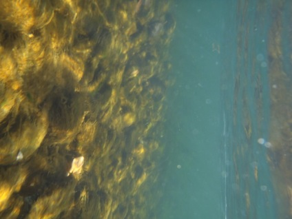 8 Monitoraggio Biologico del fiume Tanaro a Castellino Tanaro novembre 2015 Figura 5.