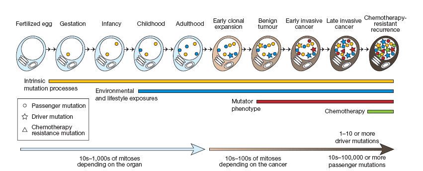 THE CANCER GENOME Mutazioni somatiche driver Mutazioni