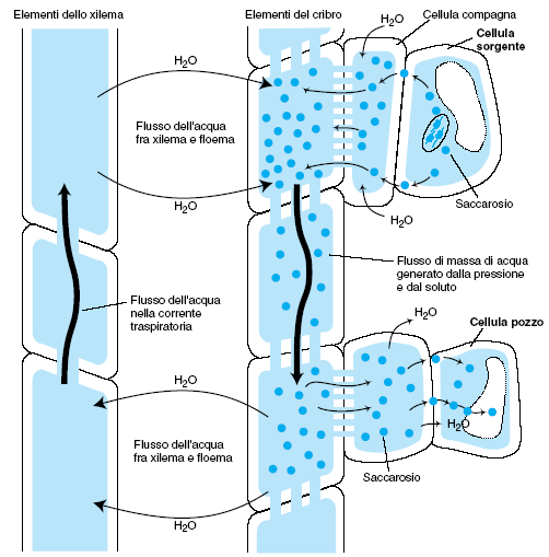 Trasporto dell acqua e delle sostanze