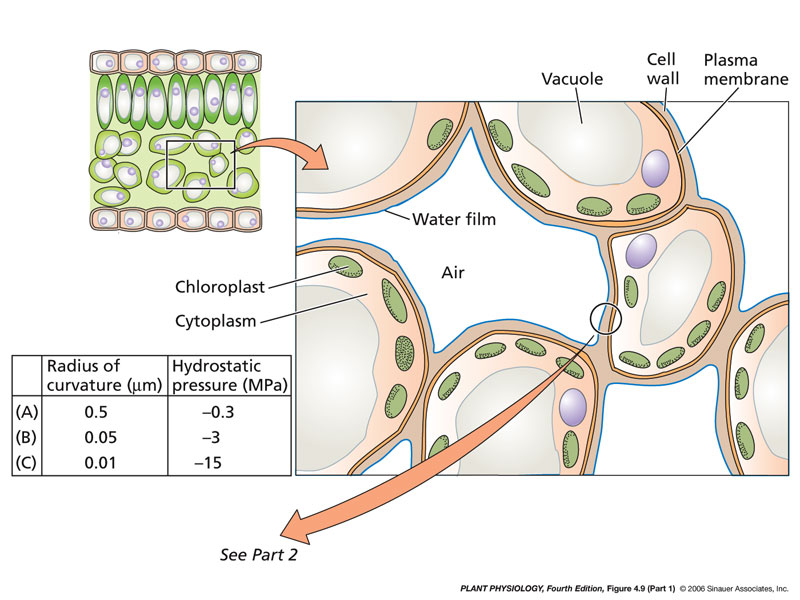 L evaporazione dell acqua nella foglia causa Ψ P < 0 nello xilema L acqua dallo xilema passa alle cellule del mesofillo, via apoplasto Dalla parete cellulare l acqua passa nell aria degli spazi