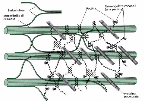 Cellulosa Emicellulosa