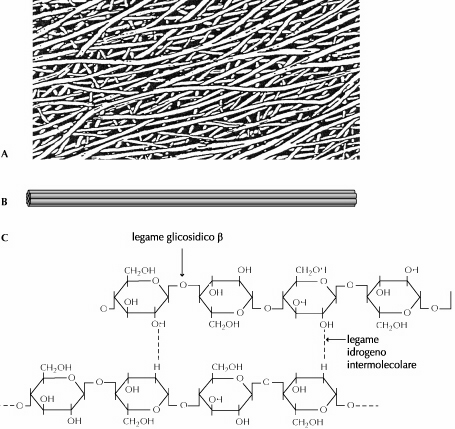 a) microfibrille al microscopio elettronico; b) microfibrilla risultante dall assemblaggio di