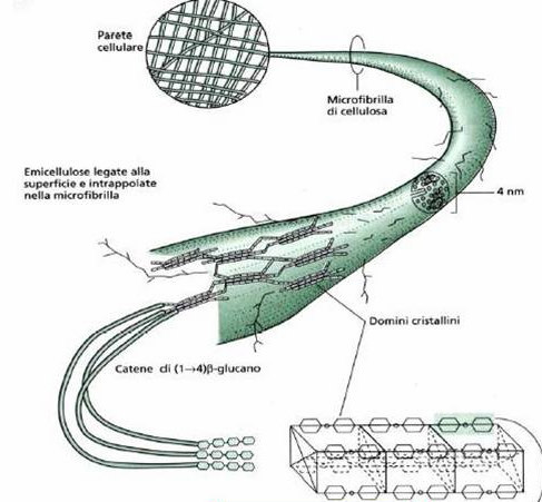 Le Queste catene caratteristiche di cellulosa sono chimico-fisiche stabilizzate danno legami alla cellulosa idrogeno intramolecolari.