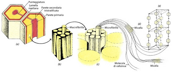 a. Porzioni di parete; b. Le fibre di diametro maggiore, LE MACROFIBRILLE, si possono vedere al microscopio ottico; c.