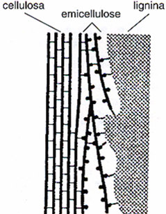 Nell immagine è possibile vedere come in una parete lignificata la lignina si depositi come lamelle tra microfibrille di cellulosa.