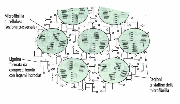 La sintesi di lignina elimina H2O dalla parete e forma una trama