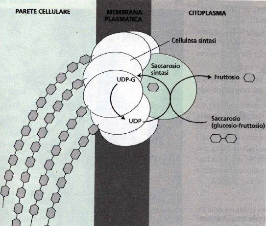 Ricapitoliamo: le microfibrille di cellulosa sono sintetizzate da complessi enzimatici che si muovono all interno della membrana plasmatica I complessi enzimatici di cellulosa sintasi formano rosette