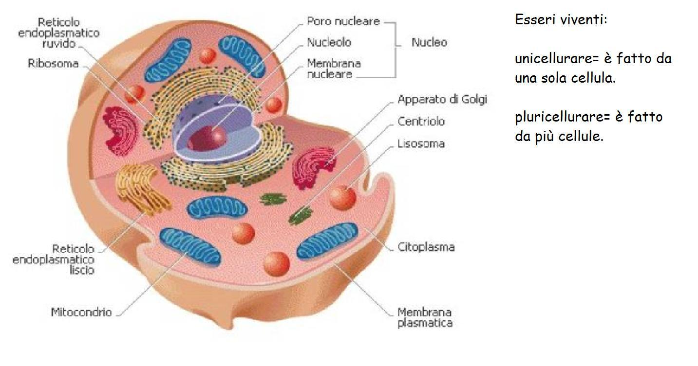 Il funzionamento della cellula Le cellule sono veri e propri esseri viventi: sono capaci di alimentarsi, di crescere, di produrre nuove sostanze, di