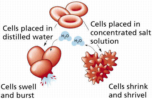 Disidratazione e plasmolisi I globuli rossi perdono acqua quando vengono immersi in soluzione ipertonica, mentre assumono acqua se