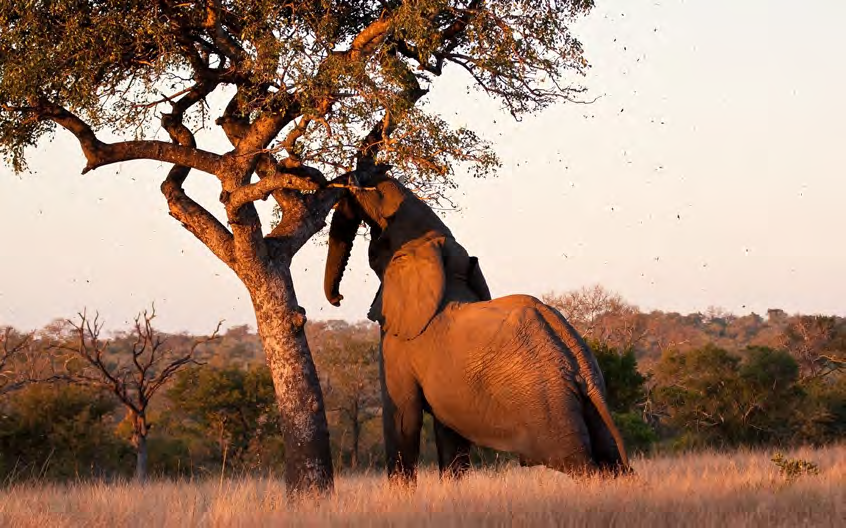 FORSE NON TUTTI SANNO CHE... L Albero di Marula è conosciuto come: Il Re degli alberi africani poiché è resistente alla siccità e ogni sua parte viene utilizzata dalle popolazioni indigene da millenni.