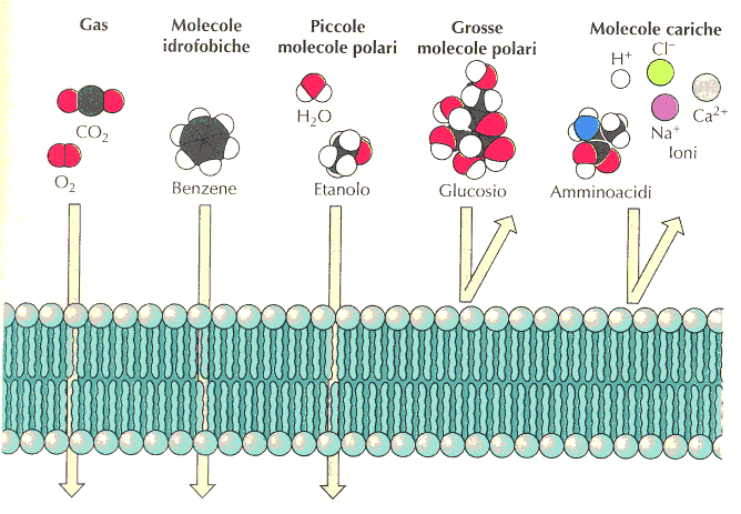 Quindi tutte le sostanze che formano pochi legami idrogeno con l acqua possono entrare più facilmente nel doppio strato lipidico mentre gli ioni inorganici non avranno quasi mai la possibilità di
