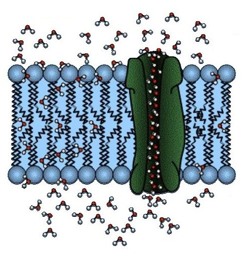 ACQUAPORINE Il grado di diffusione di una molecola attraverso una membrana, ovvero la sua permeabilità relativ a, dipenderà dal suo coefficiente di ripartizione olio/acqua (K).