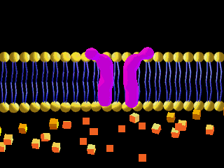 DIFFUSIONE FACILITATA Ioni e piccole molecole cariche diffondono attraverso canali ionici, proteine integrali di membrana (composte da più subunità) Il movimento degli ioni avviene secondo gradiente