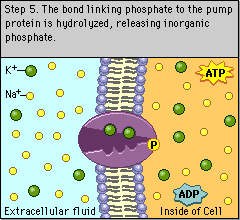 TRASPORTO ATTIVO PRIMARIO P-Type ATPasi Na + /K + ATPasi La pompa dal versante intracellulare ha un alta affinità per il Na e una bassa affinità per il K.