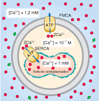 TRASPORTO ATTIVO PRIMARIO Ca 2+ ATPasi: PMCA e SERCA Trasporti attivi primari Idrolisi di ATP accoppiata al movimento del Ca 2+ PMCA (Plasma Membrane Calcium ATPase): utilizzata per espellere all