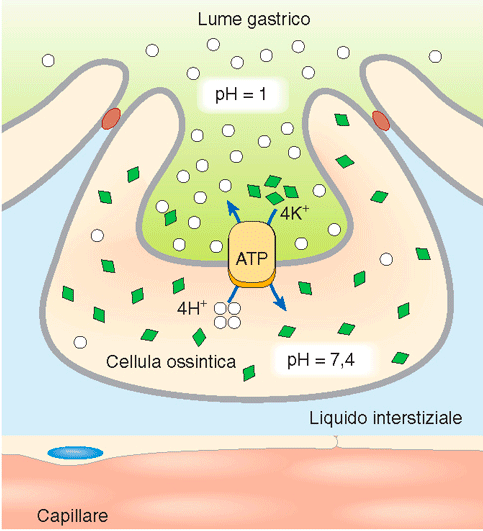 TRASPORTO ATTIVO PRIMARIO H + /K + ATPasi P-Type ATPasi Strutturalmente molto simile alla Na + /K + ATPasi che trasporta 4 H + fuori dalla cellula e 4 ioni K + all interno della cellula.