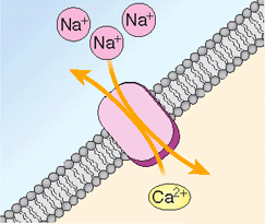 TRASPORTO ATTIVO SECONDARIO Antiporto Na + /Ca 2+ L antiporto Na + /Ca 2+ ha un ruolo chiave nel controllo del Ca 2+ intracellulare in tutte le cellule, dove è costantemente attivato.