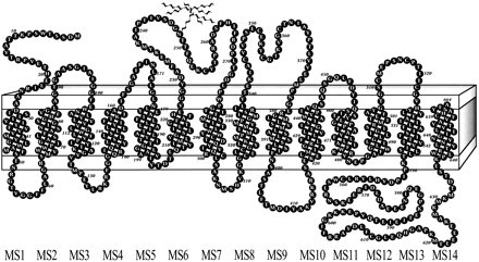 TRASPORTO ATTIVO SECONDARIO Il cotrasporto Na + -D-glucosio localizzazione Km D-glucose stechiometria SGLT-1 Intestino tenue 0.