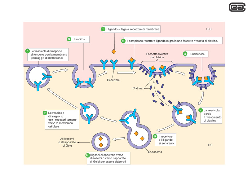 Endocitosi recettore-mediata ed esocitosi Anche l endocitosi è un meccanismo attraverso il quale grandi molecole o particelle entrano nella cellula.