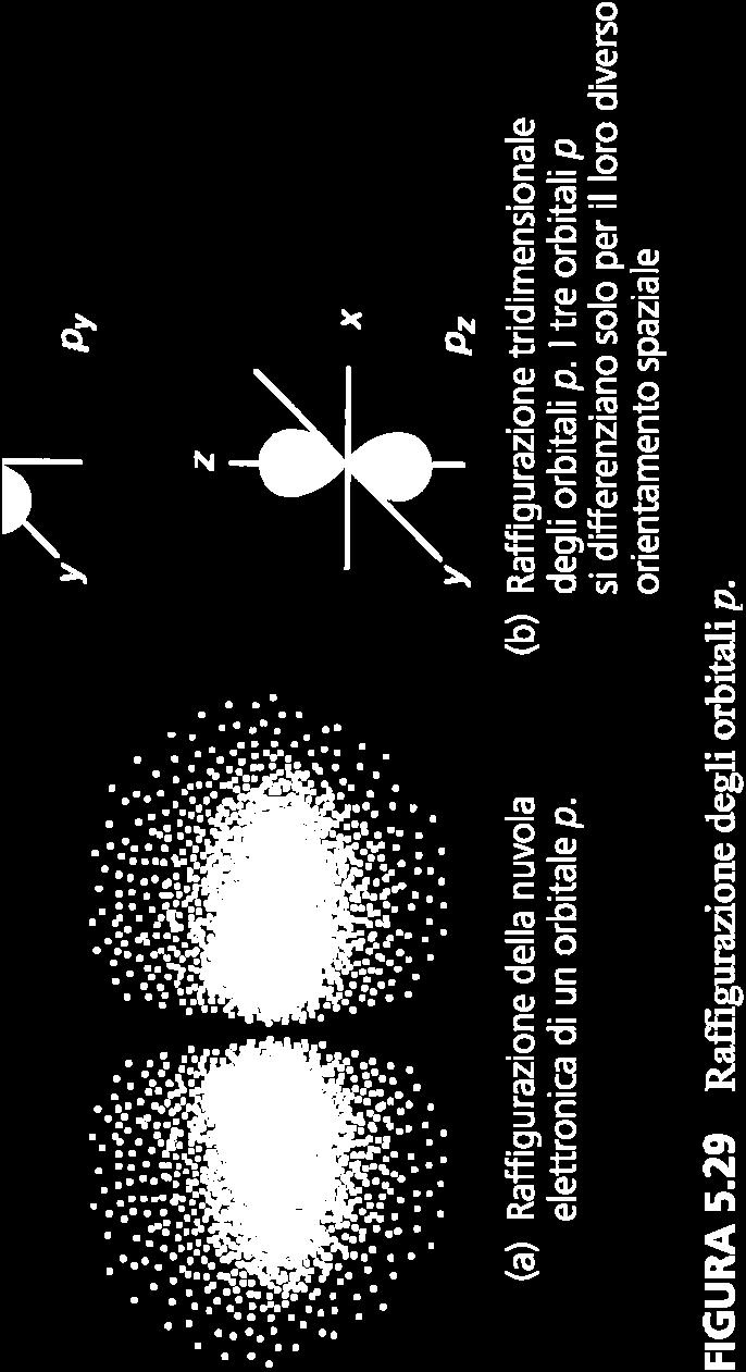 Orbitali di tipo p La nuvola elettronica per ciascuno di tali orbitali ha forma bilobata, con un piano