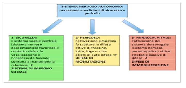 La Teoria Polivagale pone l enfasi su: 1. l esistenza di due circuiti vagali anziché uno solo; 2. l importanza della relazione gerarchica tra loro; 3.