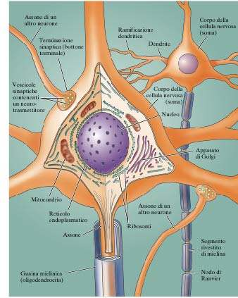 Struttura e organizzazione del neurone I neuroni possiedono 4 regioni funzionalmente distinguibili: Corpo cellulare contiene il nucleo, è sede della sintesi proteica Dendriti, specializzate per