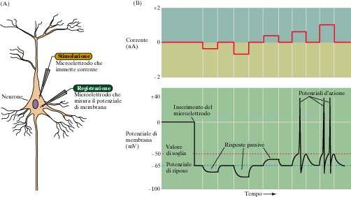 RIASSUMENDO Risposte passive