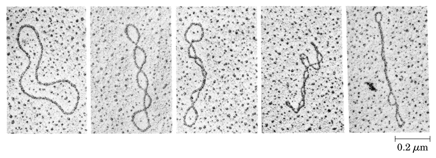 In una molecola circolare chiusa che corrisponde perfettamente alla a struttura B del DNA (10,5 coppie di basi per giro d elica) d il DNA sarà rilassato.