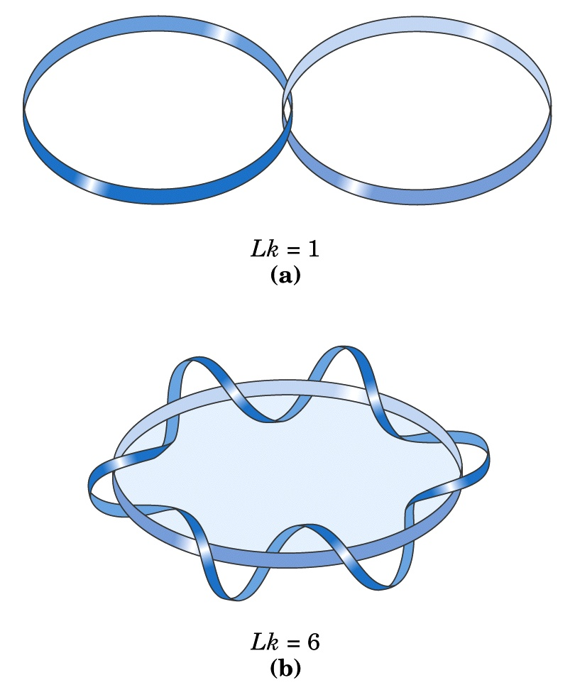 Una proprietà topologica fondamentale di una molecola di DNA circolare è il suo numero di legame (linking number, Lk).