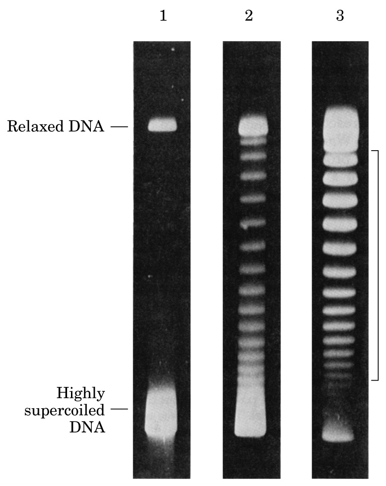 Modificazioni del numero di legame catalizzate da topoisomerasi.