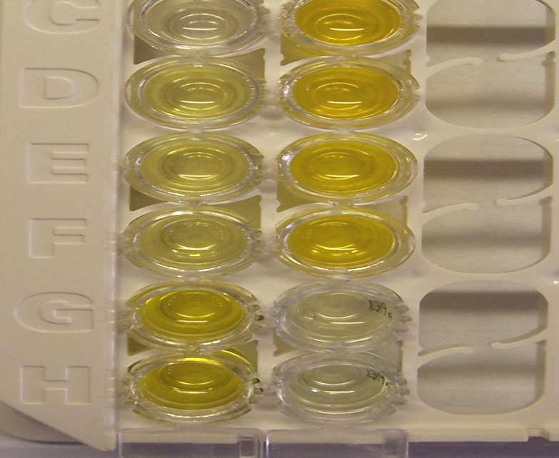 Test ELISA Bianco Controllo negativo Siero 2 positivo Siero 3 positivo