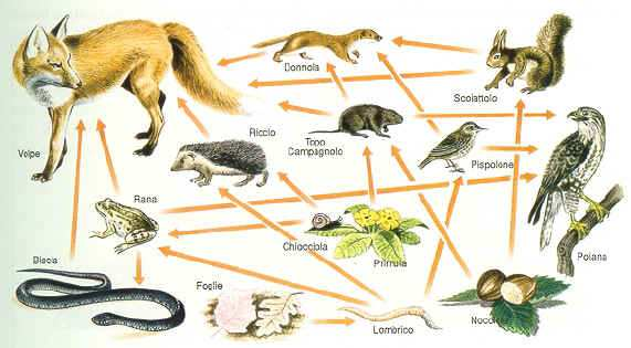 Comunità biotica Una comunità biotica o biocenosi è l'insieme delle diverse popolazioni che abitano in uno stesso ambiente e che interagiscono l'una con l'altra.