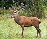 CERVO Nome scientifico: Cervus elaphus (Linnaeus, 1758) Nomi stranieri: deer (UK), cerf (Fra), Hirsch (Ger) Categoria IUCN: il cervo non è incluso in alcuna categoria di protezione, ad eccezione del