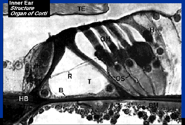 Membrana Tectoria Forza di Taglio Stereocilia OHC Coclea Organo del Corti (microfotografia) IHC Membrana Basilare Nervo Uditivo Organo del Corti (Schematico) Nell organo del Corti, le vibrazioni