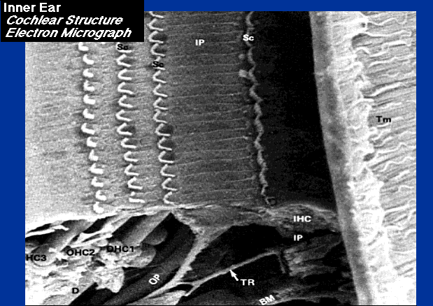 Coclea: Struttura dell Organo del Corti Coclea: Struttura dell Organo del Corti Queste due microfotografie mostrano la struttura delle cellule ciliate all interno dell organo del Corti.