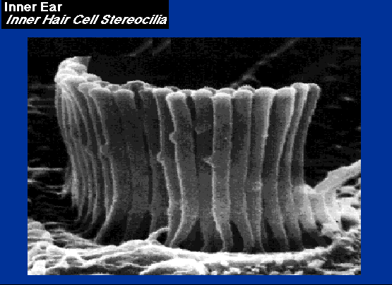 Cellule Ciliate Interne Schema Cellule Ciliate Interne Microfotografia delle Stereocilia Come si è accennato precedentemente, le cellule ciliate interne sono i principali generatori dell informazione