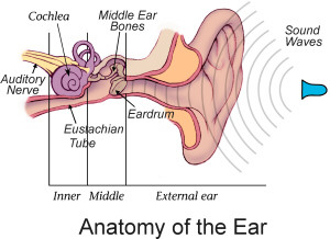 Coclea Ossicini Orecchio Medio Onde Sonore Nervo Uditivo Tromba di Eustachio Timpano Interno Medio Orecchio Esterno Anatomia dell Orecchio La funzione primaria dell orecchio esterno è quella di