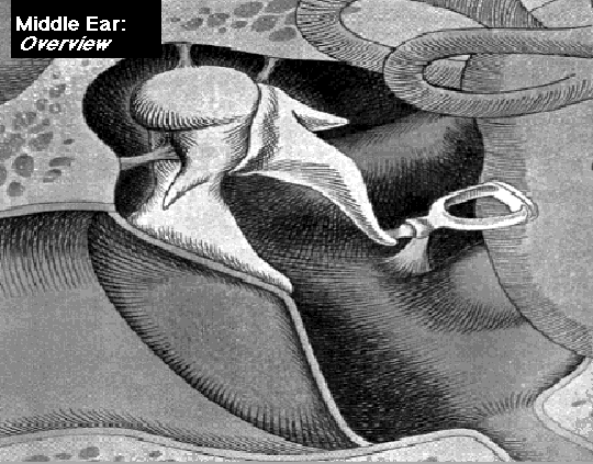 Orecchio Medio Panoramica Orecchio Medio Ossicini Incudine Staffa Timpano Martello La funzione principale dell orecchio medio e quella di adattare l alta impedenza caratteristica dei fluidi all