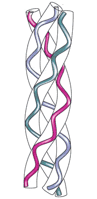 Scaricato da Ogni catena è costituita da circa 1000 a.a ed è avvolta a spirale sinistrorsa.