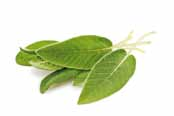 Salvia Ricca in flavonoidi, è considerata come una pianta miracolosa. Le sue proprietà sono molteplici: antibatterica, antiinfiammatoria, antisettica, antiossidante, calmante e tonificante.