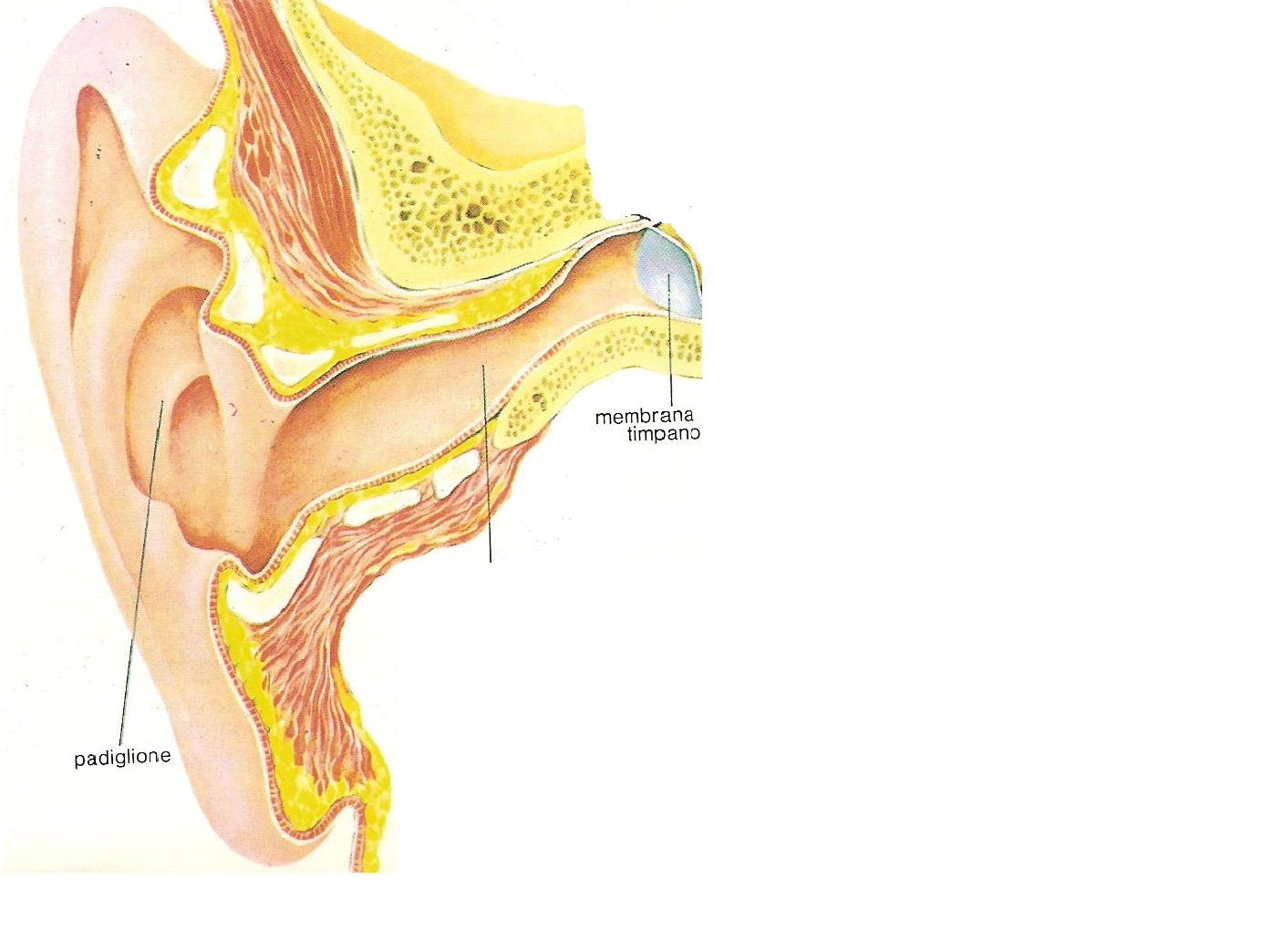 L ORECCHIO ESTERNO E costituito : Dal padiglione auricolare: cartilagine rivestita di pelle; presenta diversi solchi e pieghe.