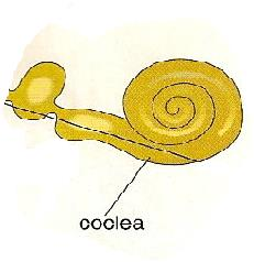LA COCLEA - Si origina dal sacculo - È formata da un canale avvolto a spirale, suddiviso da una lamina in due scale (rampa vestibolare sup. e rampa timpanica inf.