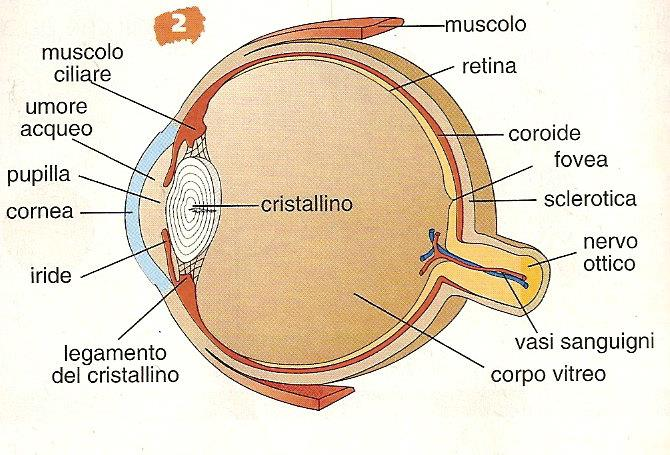 Ha un diametro di 2,5 cm Esternamente sono inseriti sei muscoli La sclerotica è una membrana bianca fibrosa che anteriormente dà origine alla cornea (lente convessa) La coroide è ricca di vasi