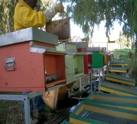 Riserva Naturale Statale Litorale Romano (Lazio) Nell apiario non esposto agli inquinanti: mai verificato il superamento della soglia (125 api) di mortalità nelle gabbie underbasket 8 famiglie (40%):