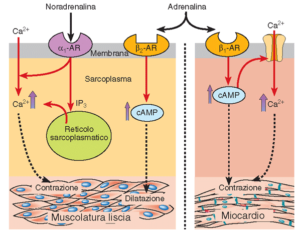 Differente azione delle catecolamine sul muscolo liscio e cardiaco (ruolo dei recettori a, b 1 e b 2 ).