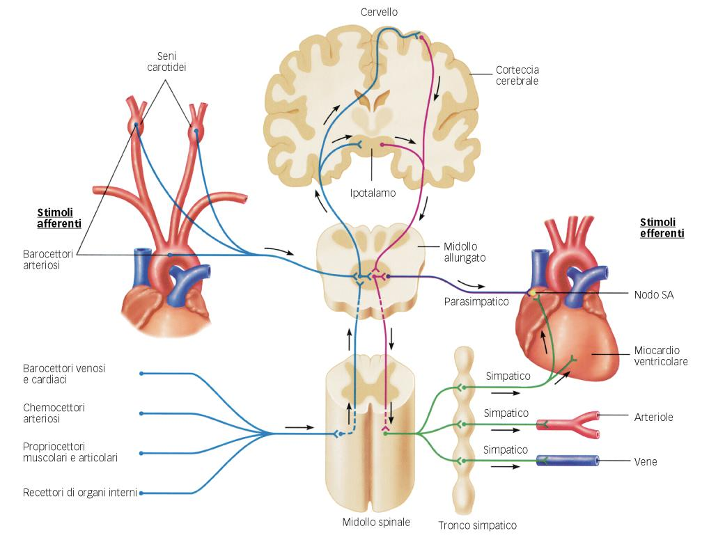 Controllo nervoso della pressione arteriosa media SENI CAROTIDEI SEGNALI AFFERENTI BAROCETTORI ARTERIOSI NERVO SENO CAROTIDEO GLOSSOFARINGEO VAGO MIDOLLO ALLUNGATO SEGNALI EFFERENTI NODO SA