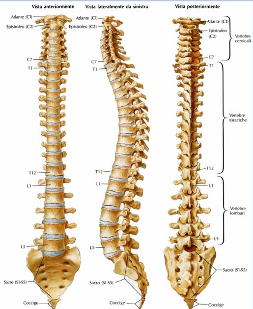Introduzione Le anomalie della colonna vertebrale